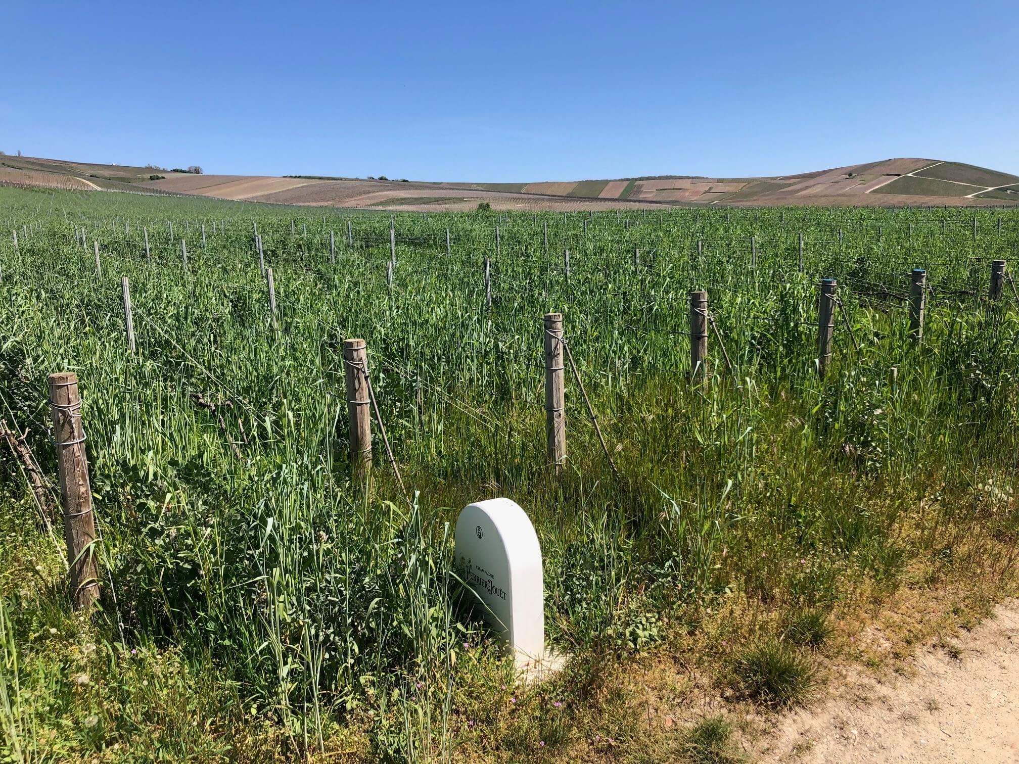 Martell Mumm and PerrierJouët vineyards take a leading role in