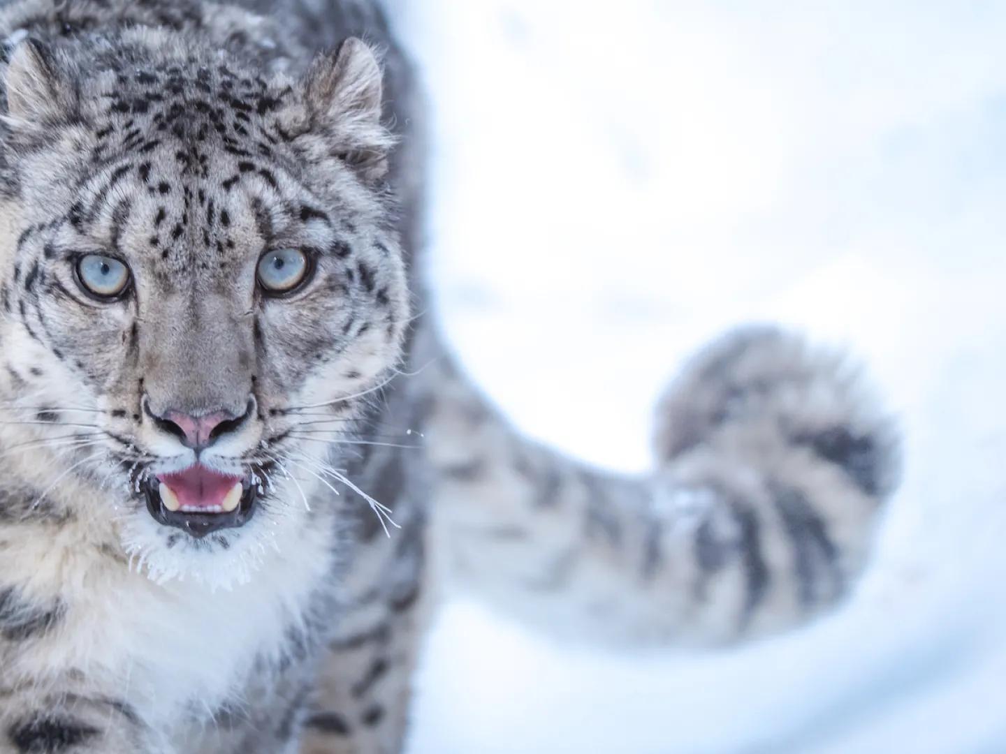 Pernod Ricard Russia's Preserving the Snow Leopard program