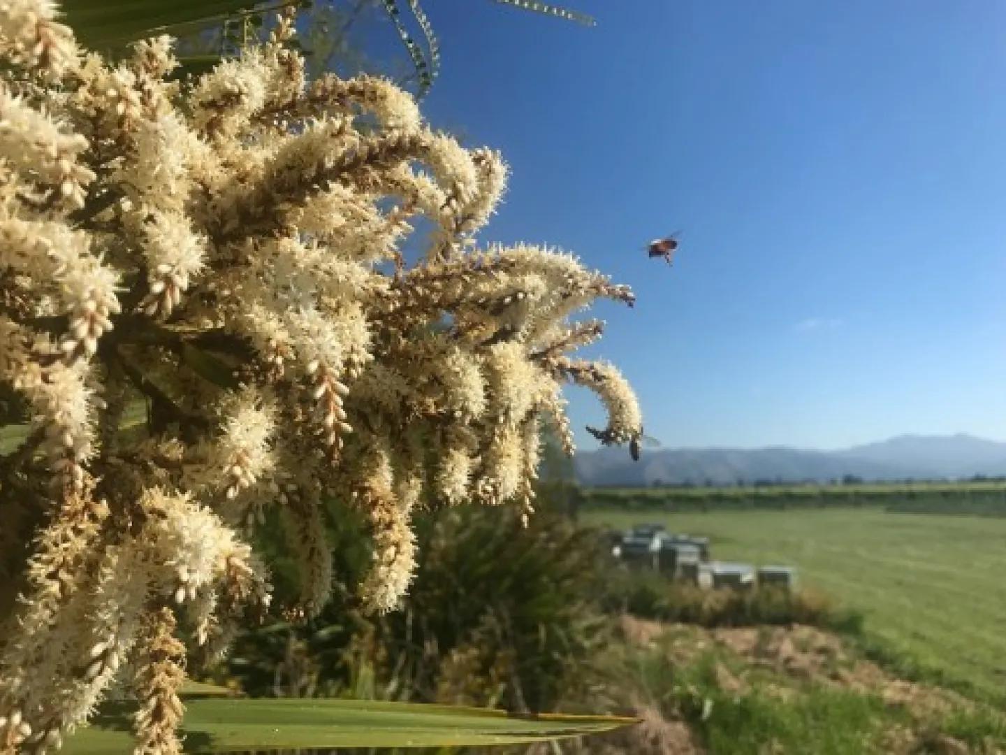 flowers and bees in a field