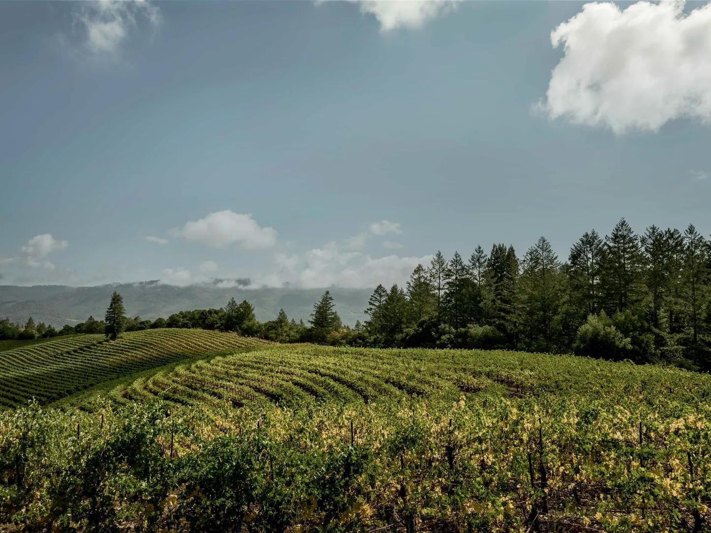 View of the vineyard at Kenwood Estate in Sonoma County, California, USA.