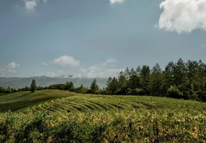 View of the vineyard at Kenwood Estate in Sonoma County, California, USA.