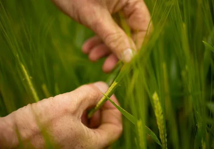 hands holding grass