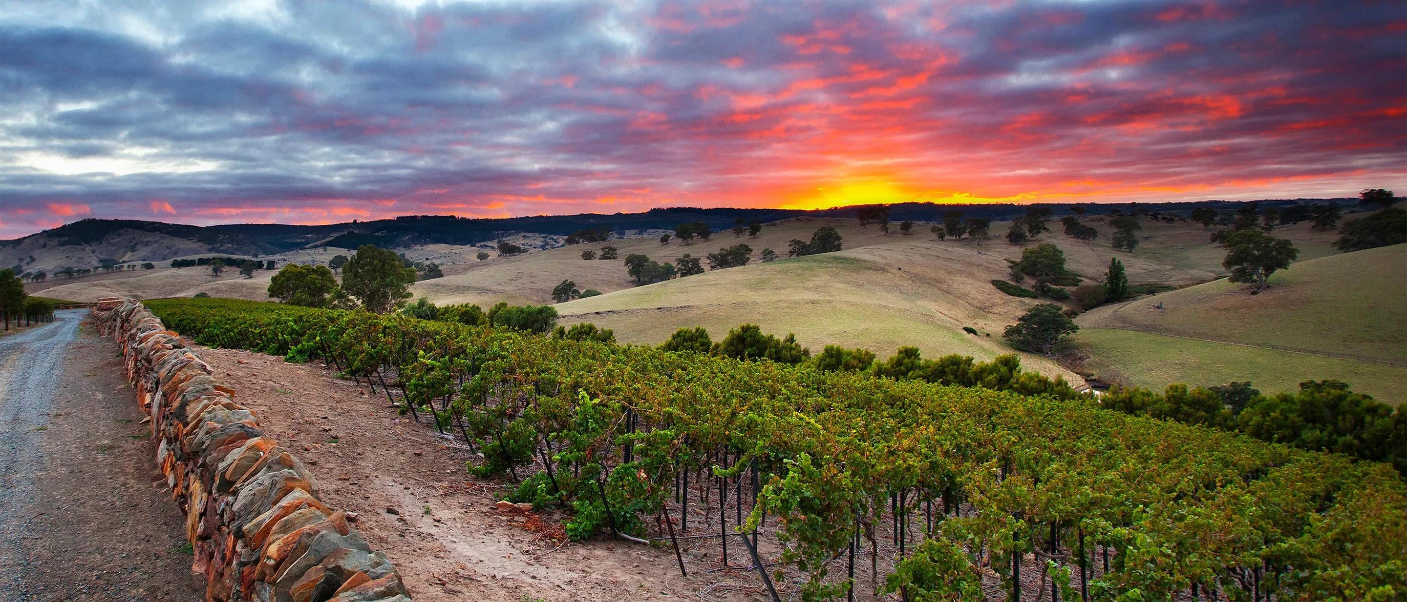 Jacob's Creek, in the Barossa Valley, South Australia.