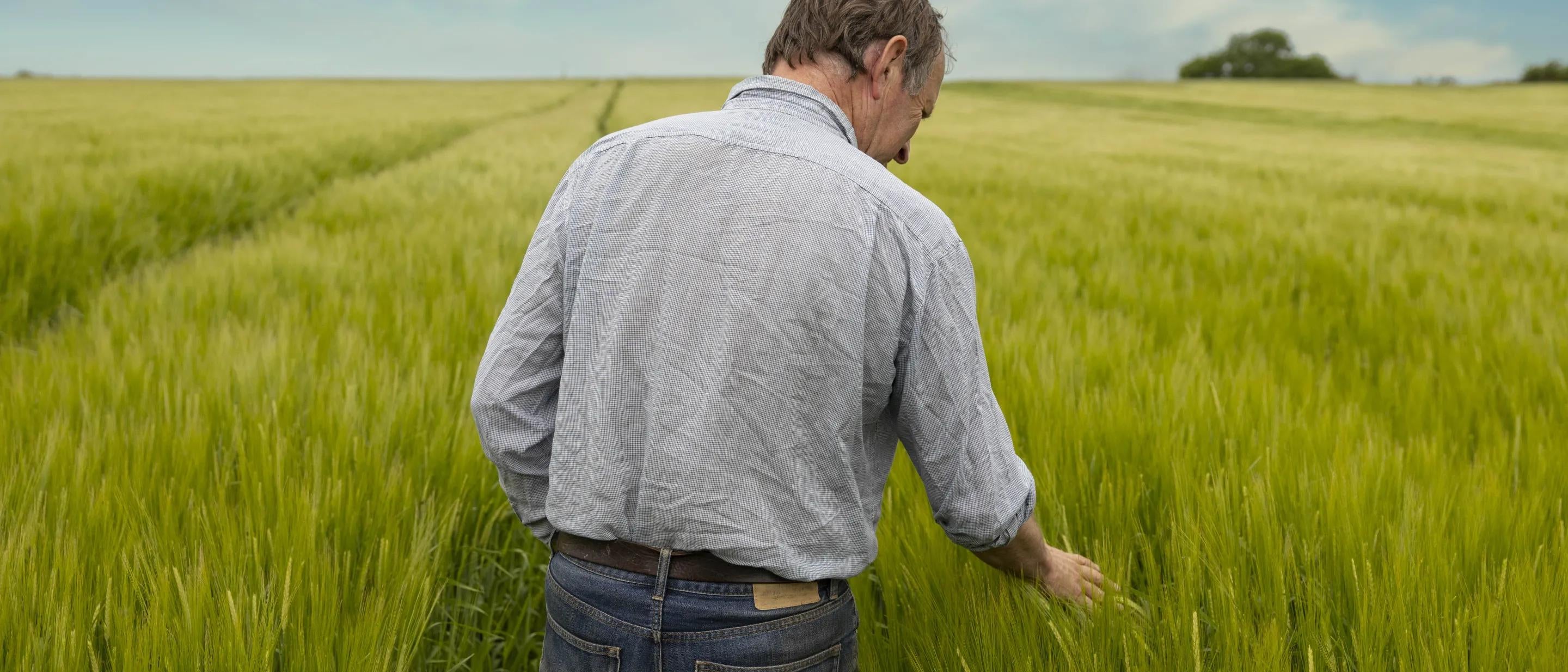 Man in barley field inspecting the crop 