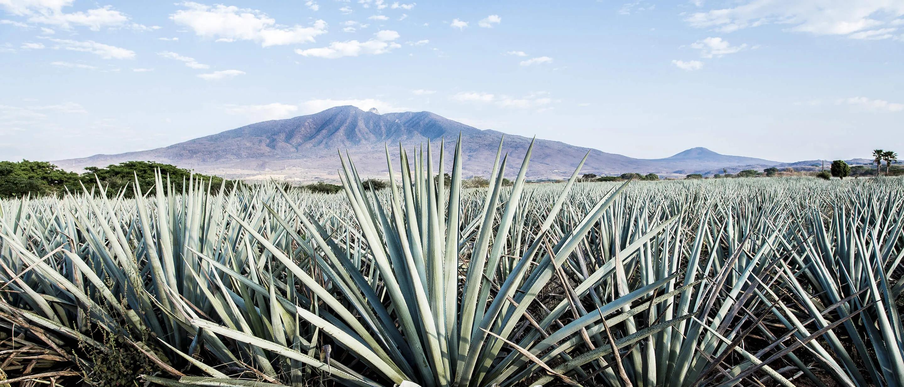 Landscape of planting of agave plants to produce tequila