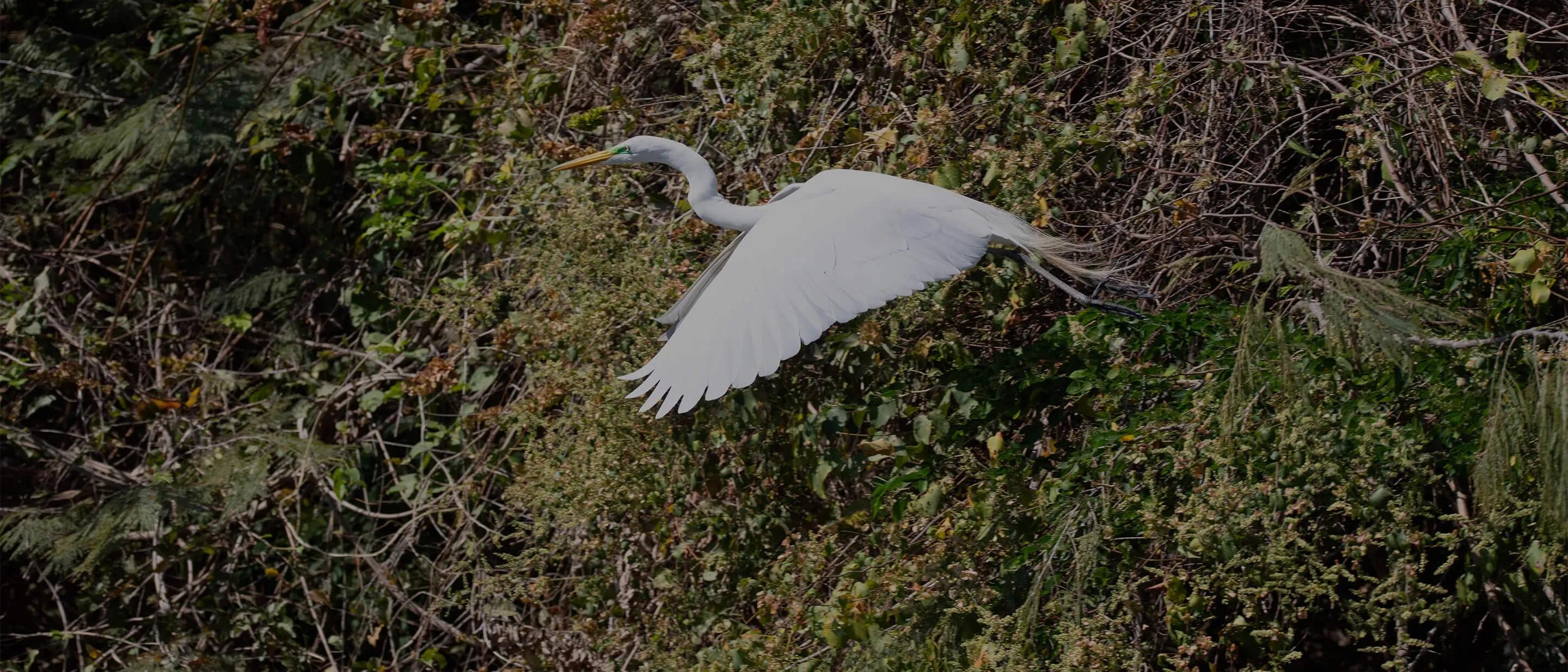 A large white bird in mid-flight in forest setting