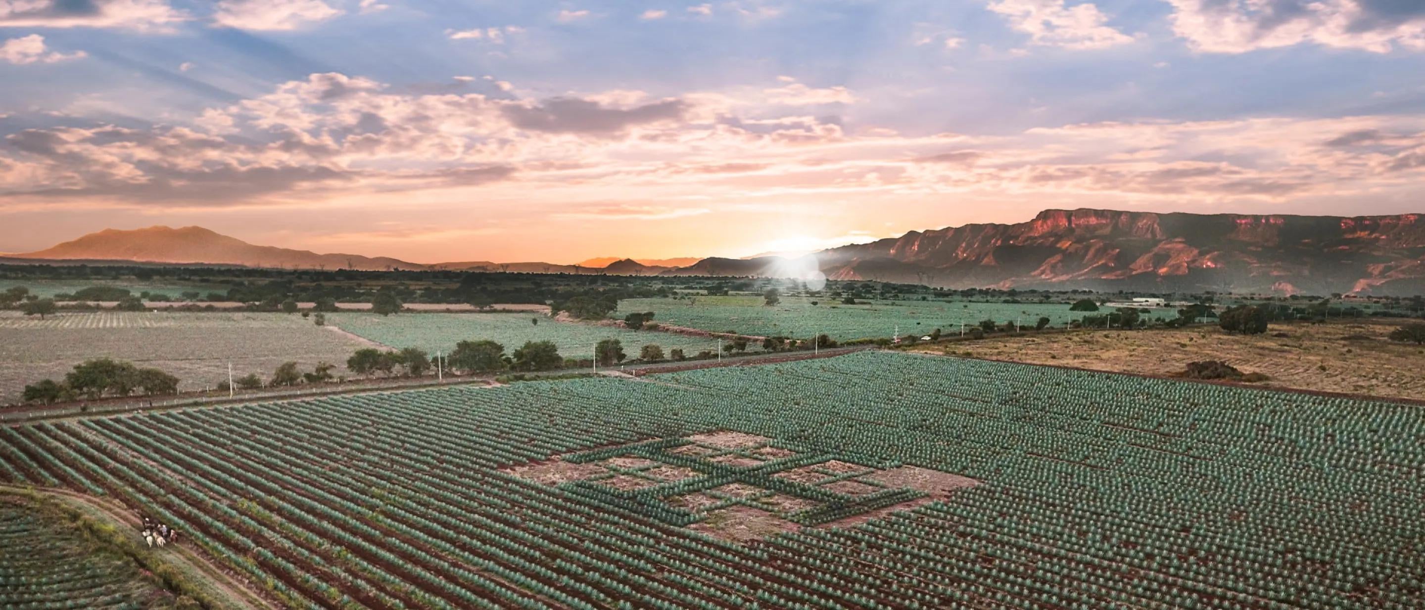Agave field at sunrise
