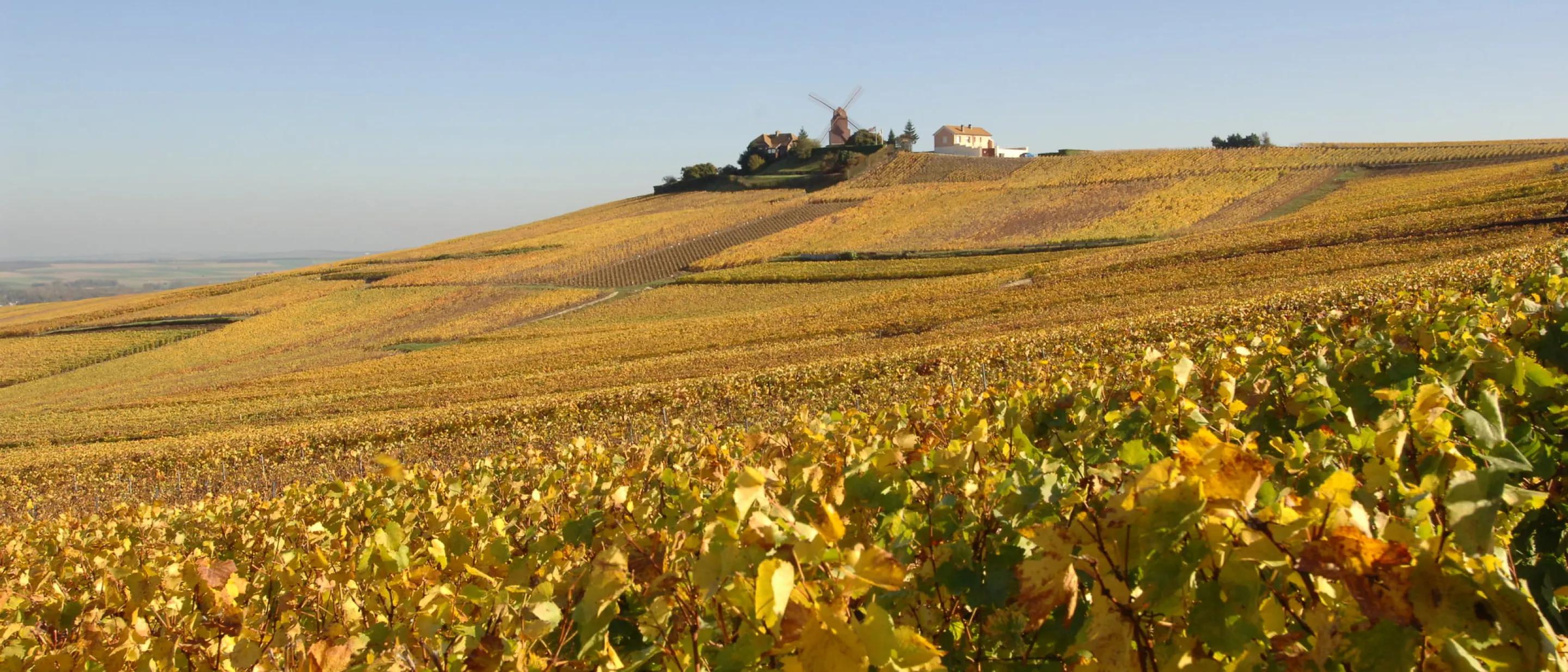 Sustainability_deutschland_Mumm_Moulin_Verzenay.jpg