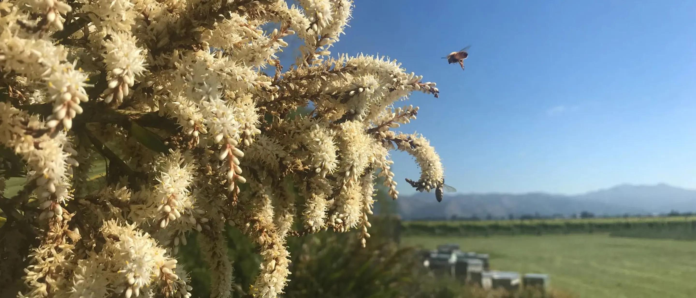 blumming trees with bees in a field