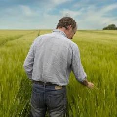 Man in barley field inspecting the crop 